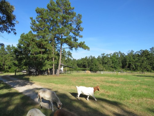 We start from our old barn, looking southeast.