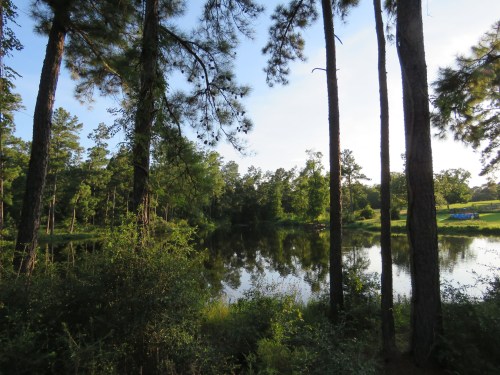 Looking south across the pond.
