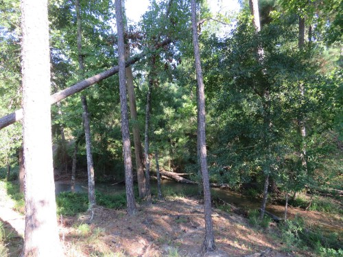 Going into the trees a little bit, we can look down on the creek.