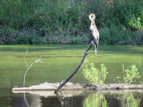 Not a common visitor.