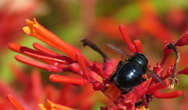 Carpenter bee (I think) on hummingbird bush.