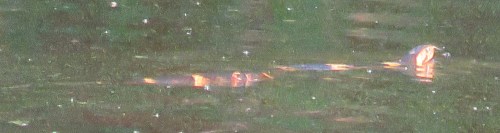 Broad-banded Water Snake (Nerodia fasciata).