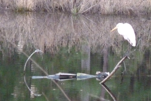 This is not the best picture, but I couldn't leave it out. This is a Great Egret on 1/2//2014.