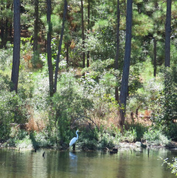 A Great Egret at the edge of our pond.