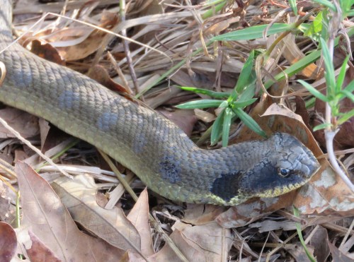 "Did I mention I'm a COBRA? Look at my neck flare out! I'm scary, I tell you!"