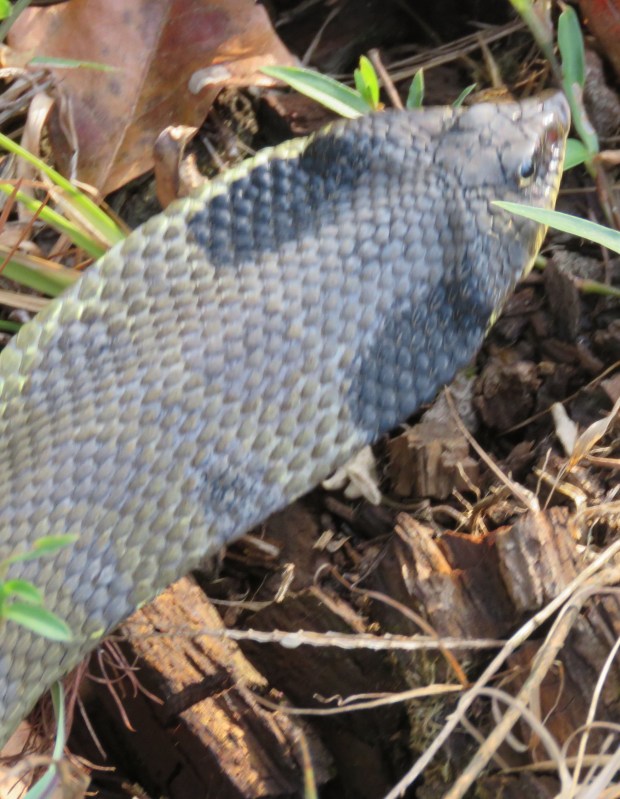 "I'm flaring out even more! Practically COBRA-like, right? You MUST be frightened now!"