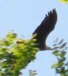 bald eagle