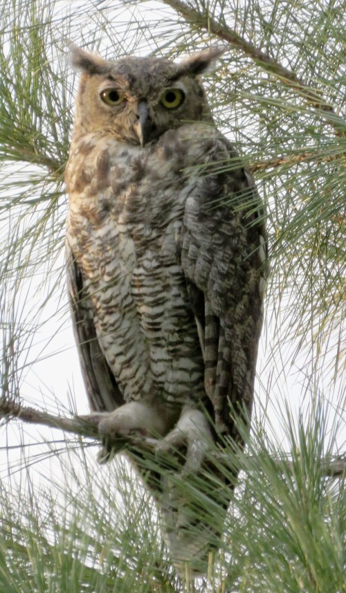 One of a pair of Great Horned Owls that live in our area.