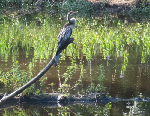 Anhinga from the back.