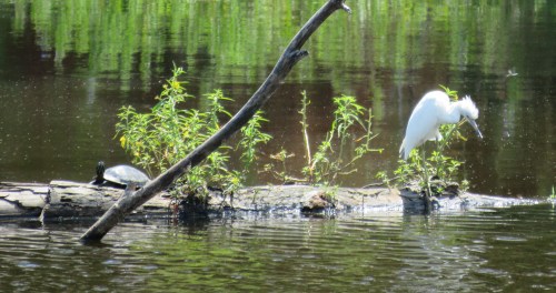 Juvenile Little Blue Heron, 1 PM on 9/7/15.