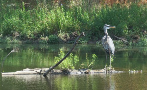 Great Blue Heron, 3 PM on 9/7/15.
