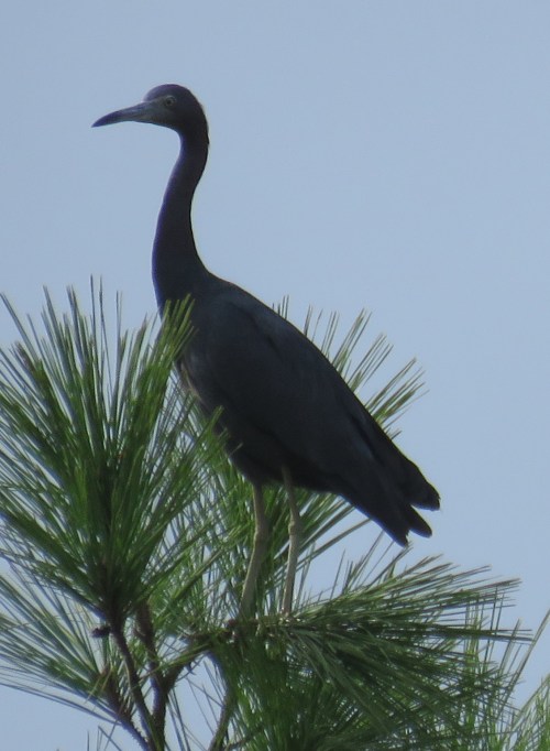 I ran outside for more pictures, and fortunately it was in the same place. It straightened up and revealed its full heron form.