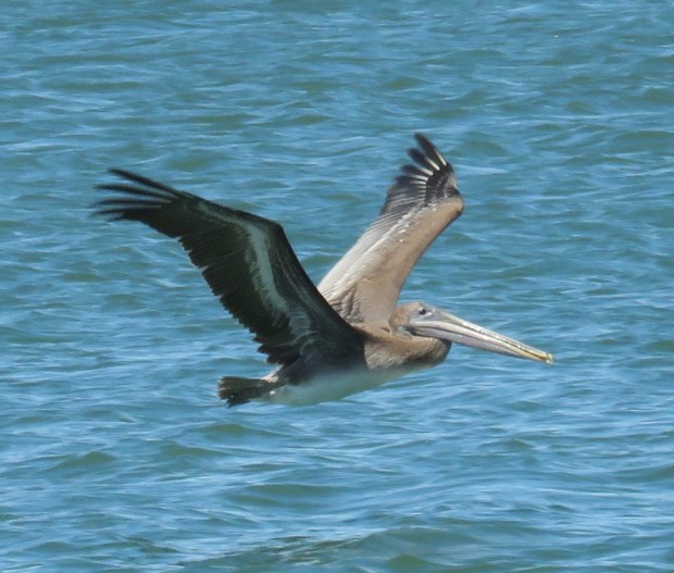 Brown Pelican.