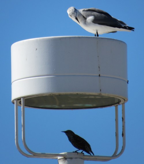 Gull and starling, at home in a parking lot light fixture.