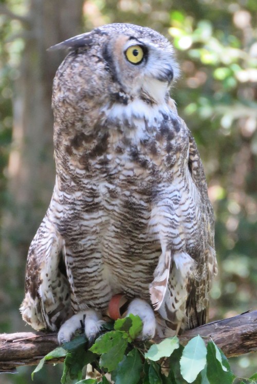 Rescued Great Horned Owl.