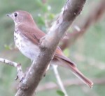 hermit thrush
