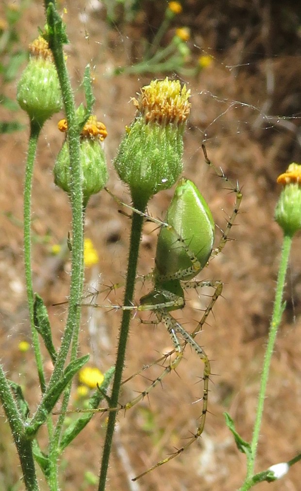 Green Lynx spider