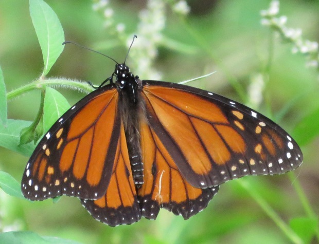 Monarch on honeyvine and/or swamp smartweed.