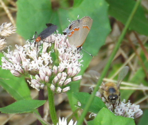 Red-banded Hairstreak butterfly, lovebugs, and American Bumblebee.