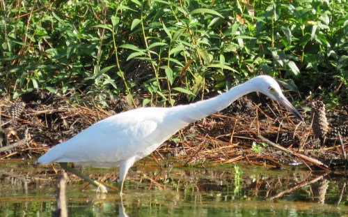 Little Blue Heron close-up.