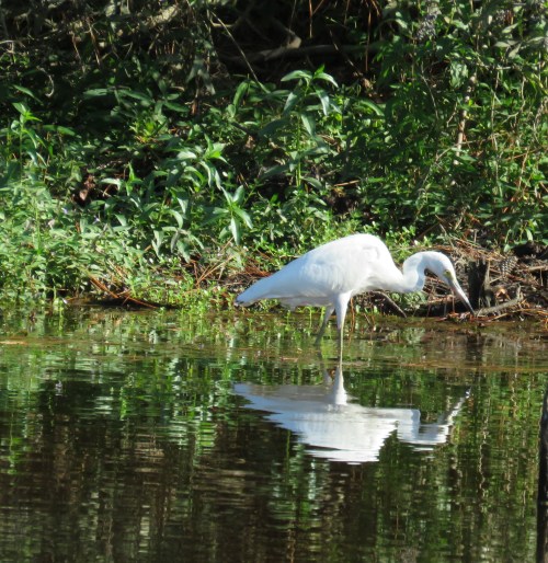 5:16 PM: immature Little Blue Heron ( Egretta caerulea).