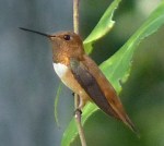 rufous