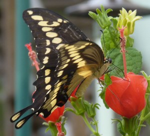Giant Swallowtail - black with huge yellow dots.