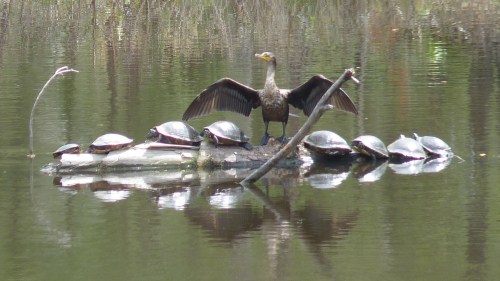 A cormorant and turtles. This picture always reminds me of a choir leader in big robes, with a group of choristers.