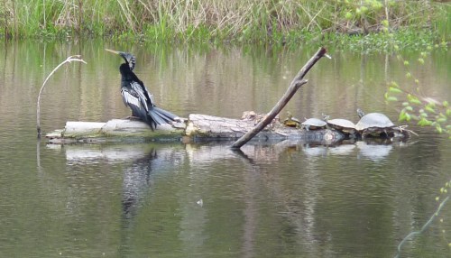 This gorgeous male Anhinga landed on 4/3/2013.