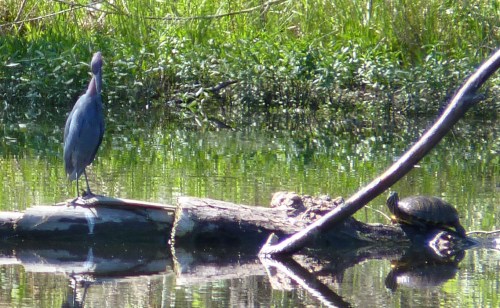 This Little Blue Heron visited on 5/7/2013..