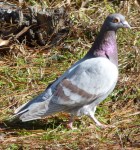 rock pigeon