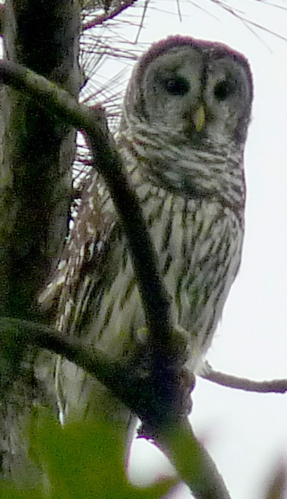 Wild Barred Owl.