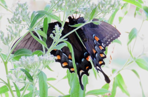 Tiger swallowtail female, ventral (underside) view.
