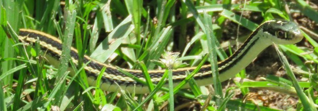 Western Ribbon Snake