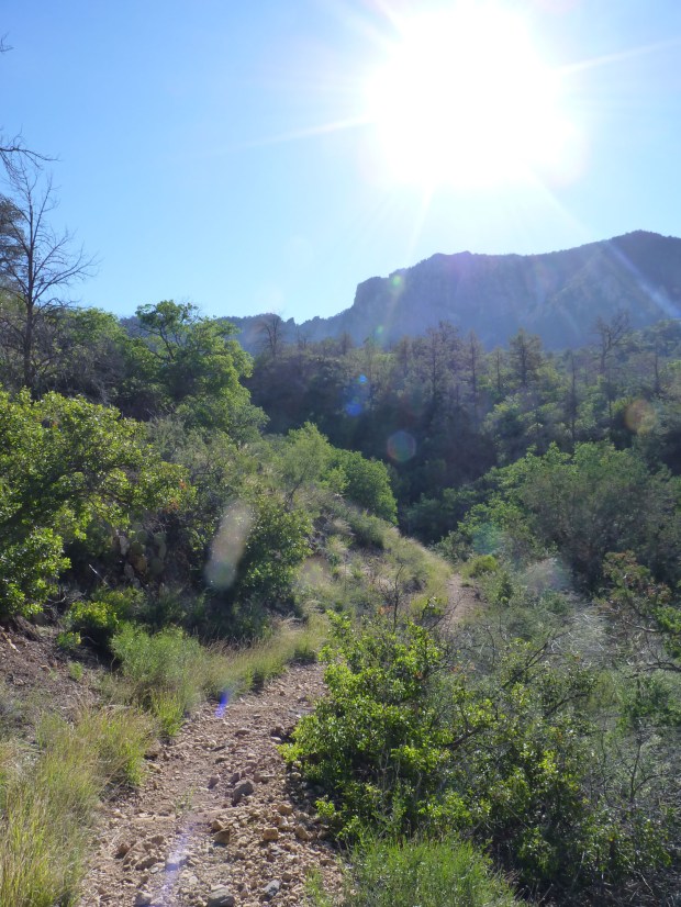 This is the Pinnacles Trail up to the South Rim of the Chisos.