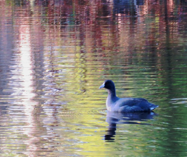 coot in color