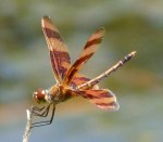 halloween pennant 2