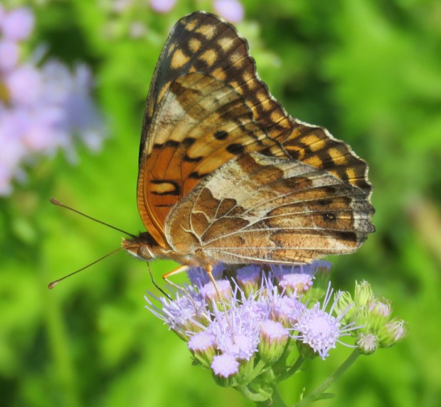 Variegated Fritillary, ventral view.
