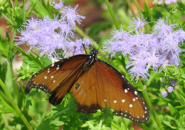 With wings open, the Queen is easy to distinguish from the Monarch.
