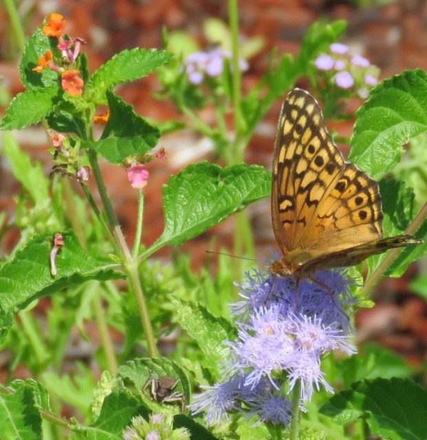 Variegated Fritillary on ageratum.
