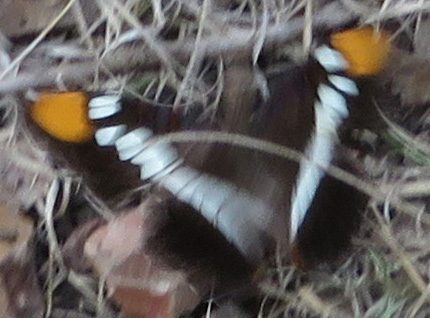 It would not stay still! This was the only dorsal view I got!