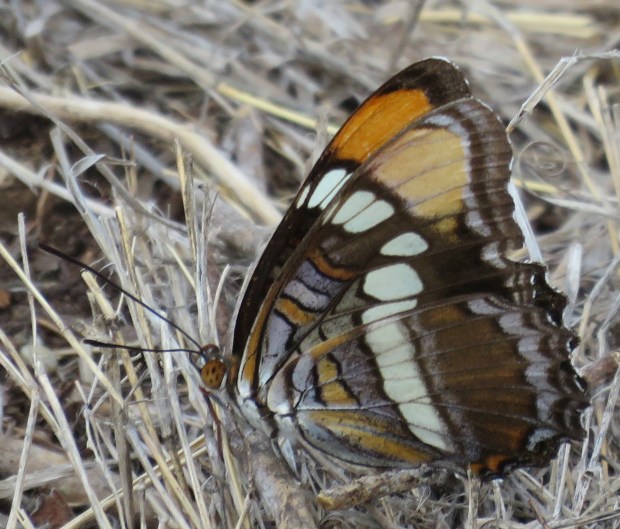 What beautiful orange and lavender shading! Arizona Sister, Adelpha eulalia.