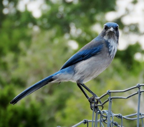 Western Scrub Jay