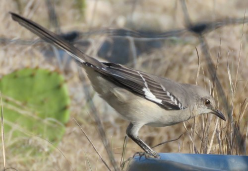 Northern Mockingbird