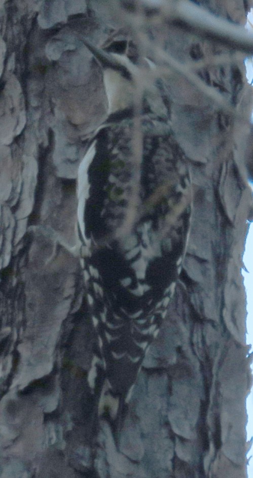 Yellow-bellied Sapsucker with a slightly blurry head.