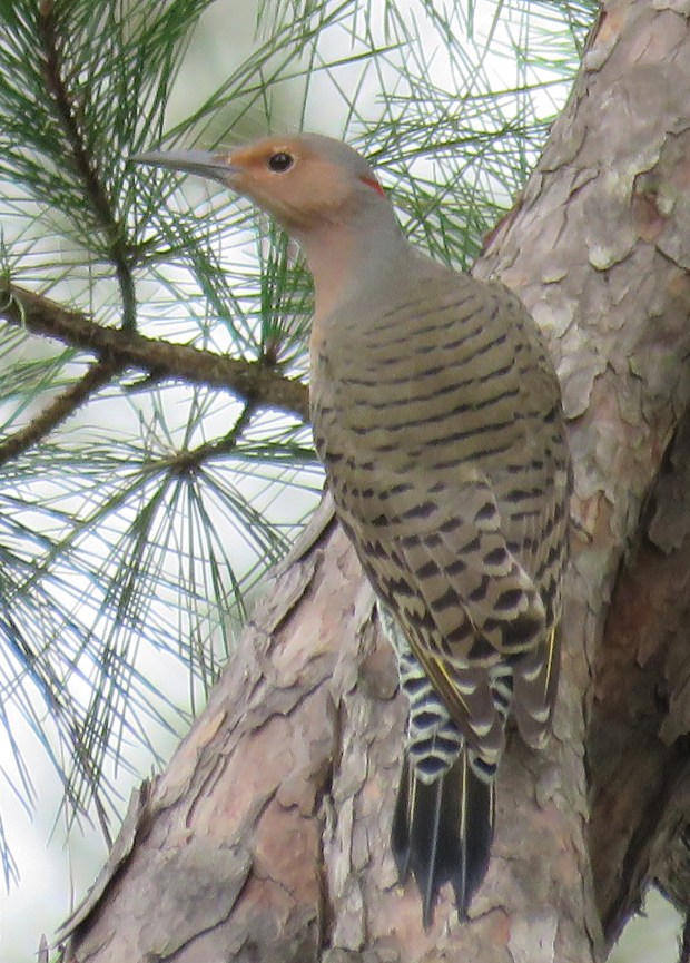 Northern Flicker, yellow-shafted female, Colaptes auratus