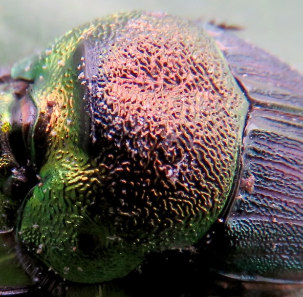 Intricate and iridescent colors.