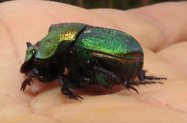 From the side she looks green...