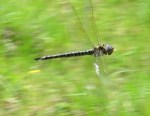 swamp darner