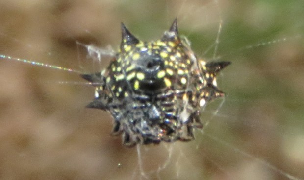 Different spider, different pattern - still scary!